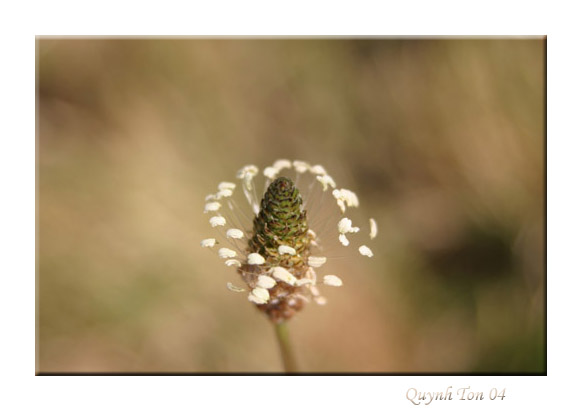 photo "White Charming" tags: macro and close-up, nature, flowers