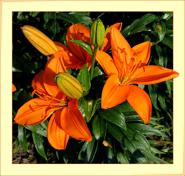 photo "3+3" tags: nature, macro and close-up, flowers