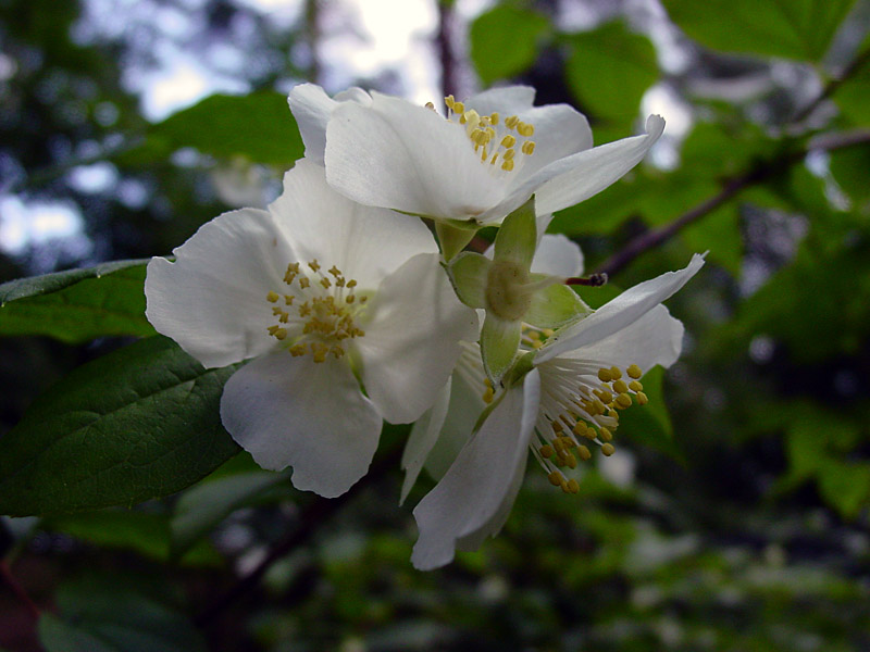 photo "jasmine in blossom" tags: nature, flowers