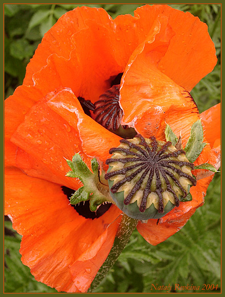 photo "A Poppy" tags: nature, macro and close-up, flowers