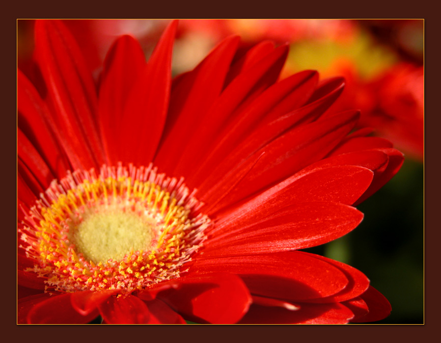 фото "Red Hot..." метки: макро и крупный план, природа, цветы