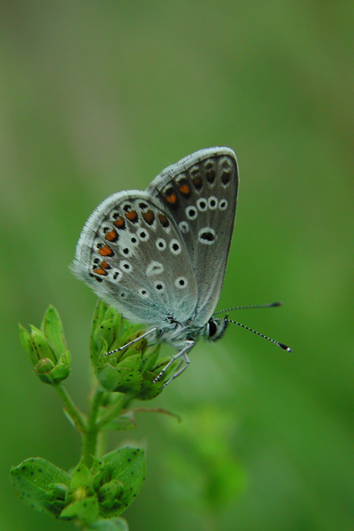 photo "Butterfly" tags: macro and close-up, 