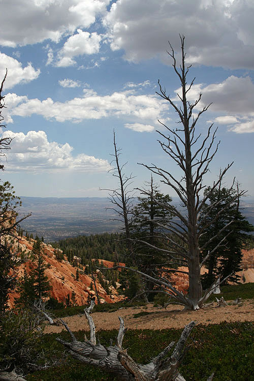 фото "Bryce View" метки: пейзаж, горы, лес