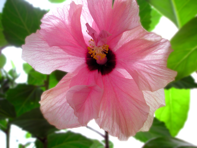 photo "Hibiscus" tags: macro and close-up, nature, flowers