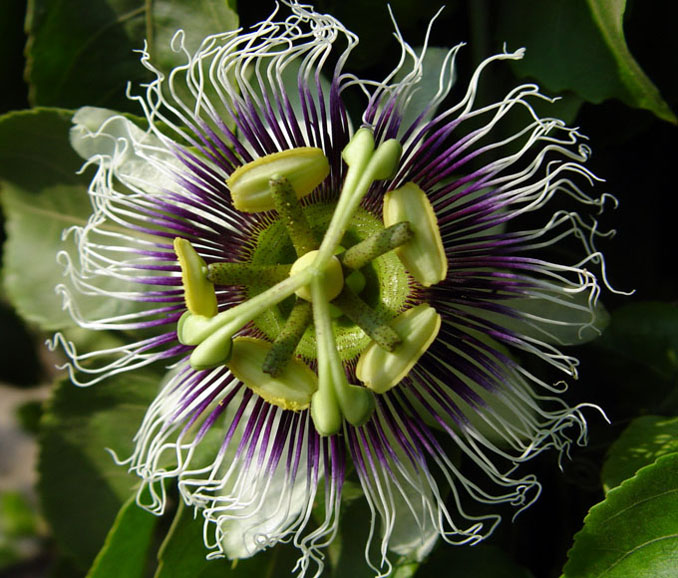 photo "Maracuja Flower" tags: nature, macro and close-up, flowers