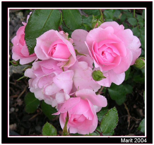 photo "Roses." tags: nature, flowers