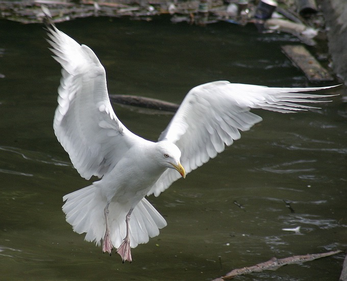 photo "Flight 1" tags: nature, wild animals