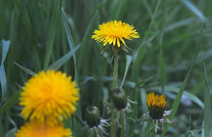 photo "On summer morning..." tags: nature, flowers