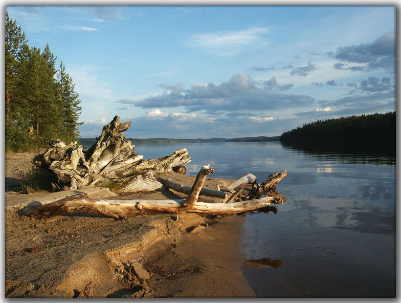 photo "Trees-2" tags: landscape, summer