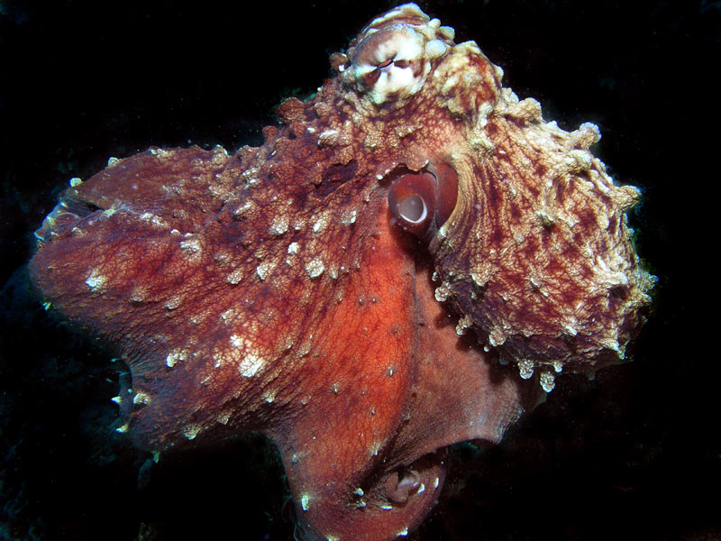 photo "Octopus" tags: nature, underwater, wild animals