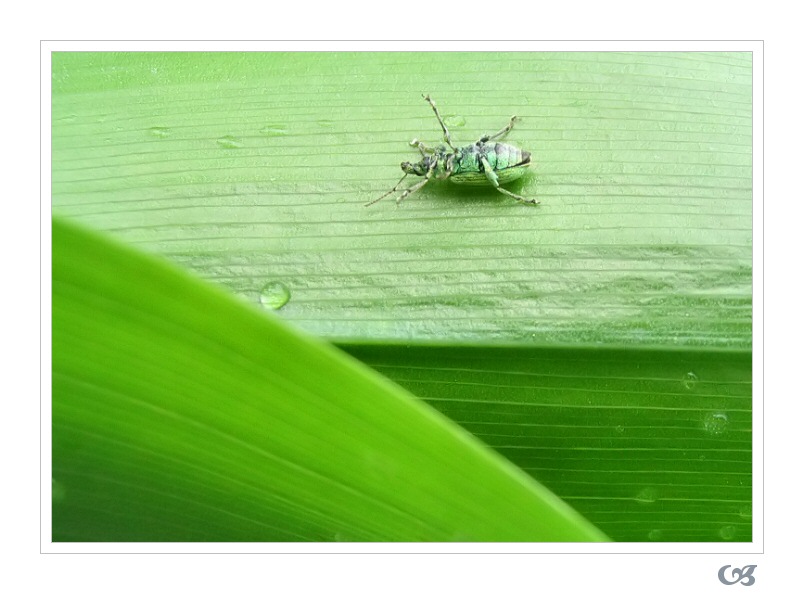 photo "UP!" tags: macro and close-up, genre, 
