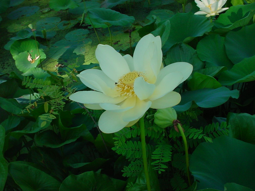фото "Water Lillies" метки: природа, фотомонтаж, цветы