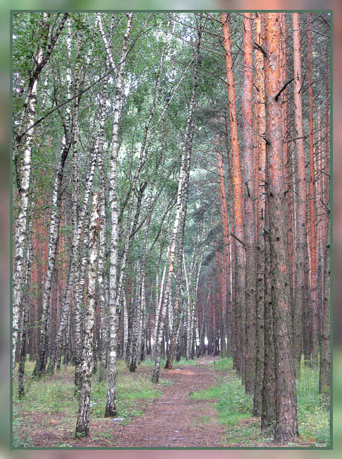 photo "Birchwood" tags: landscape, forest, summer