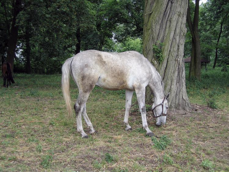 photo "Horse" tags: nature, pets/farm animals