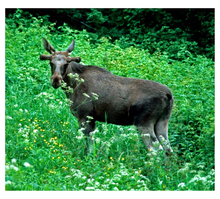 фото "The norwegian elg" метки: разное, 