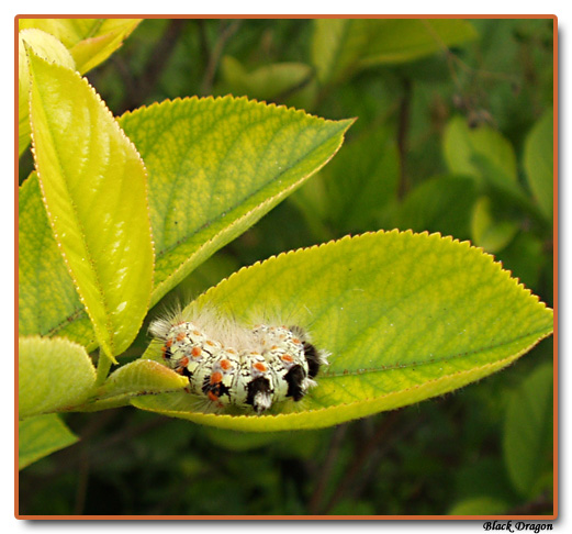 photo "Cradle" tags: macro and close-up, nature, insect