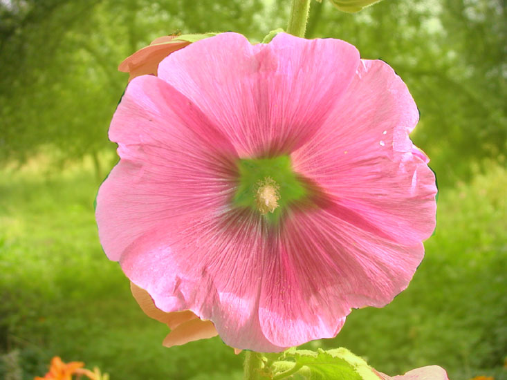 фото "Розовый" метки: природа, цветы