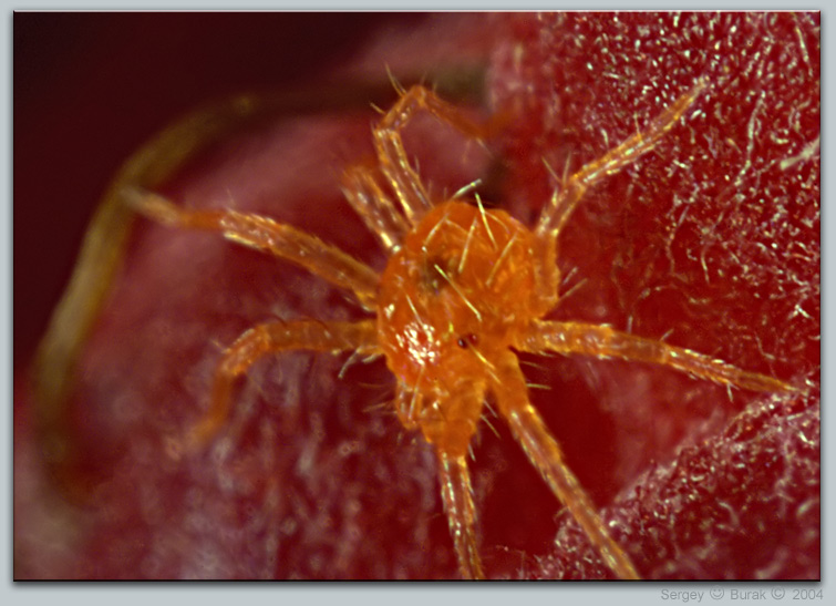 photo "Loves a raspberry!" tags: macro and close-up, nature, insect