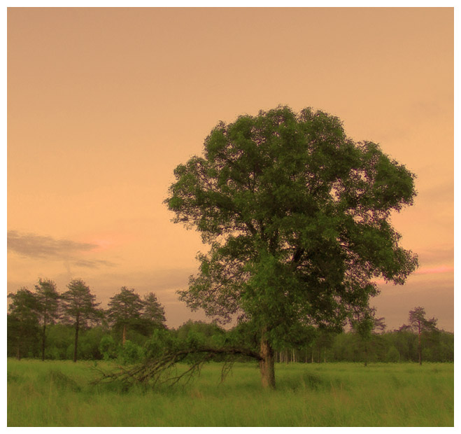 photo "For billion years up to a doomsday" tags: landscape, forest, sunset