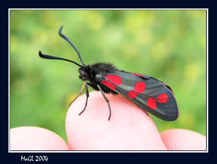 photo "The butterfly (Zygaena filipendulae)" tags: nature, insect