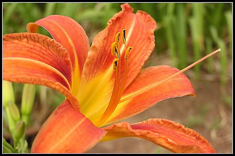 photo "Flower" tags: macro and close-up, nature, flowers