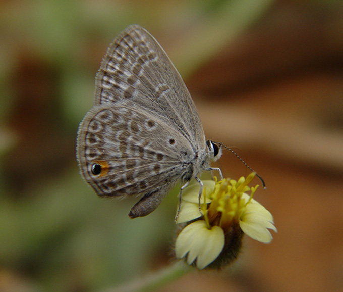 photo "Butterfly" tags: nature, macro and close-up, wild animals