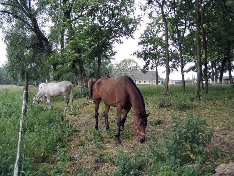 photo "Horse:)" tags: nature, pets/farm animals