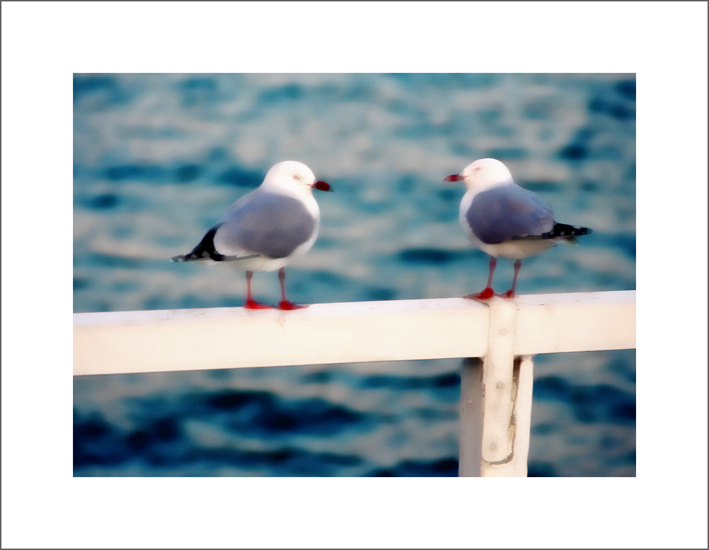 photo "Seagulls" tags: nature, wild animals