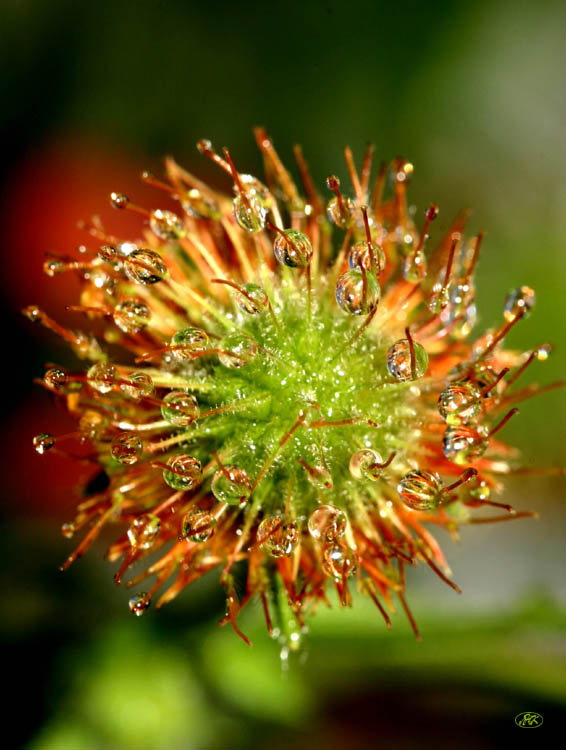 фото "радужный шар" метки: природа, цветы