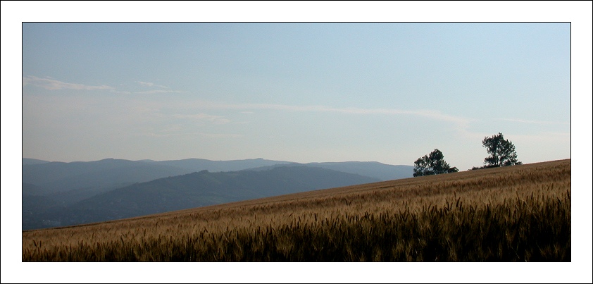 photo "Two Lonely Trees" tags: landscape, mountains, summer