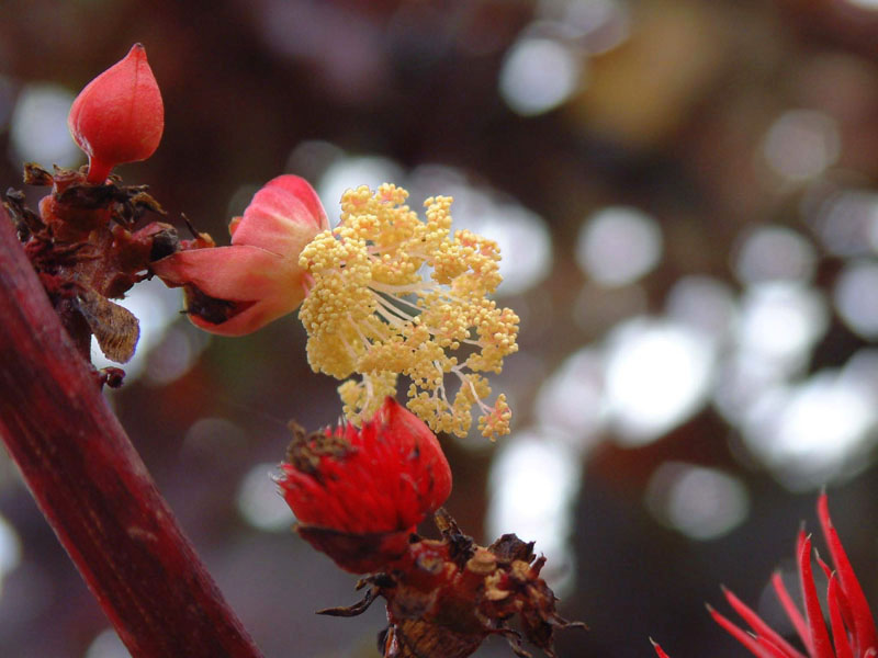 фото "Flowers" метки: природа, цветы