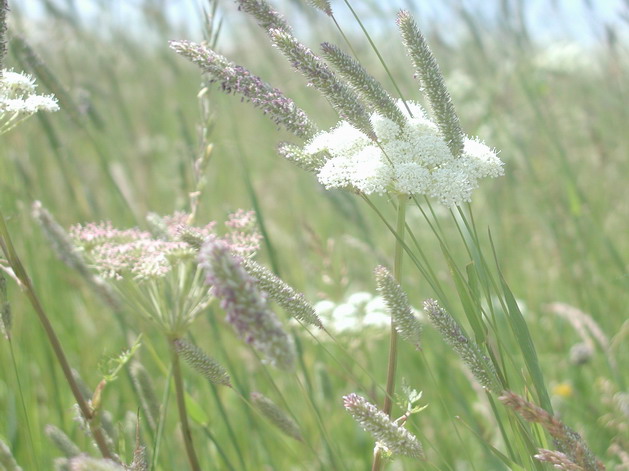 photo "2" tags: nature, flowers