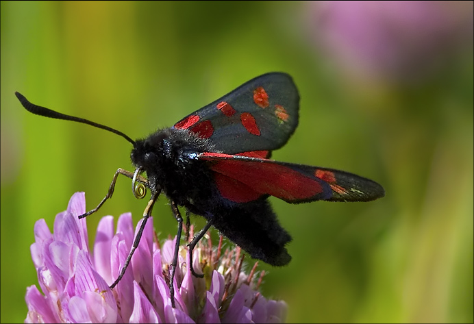 photo "New Forest Burnet" tags: macro and close-up, 