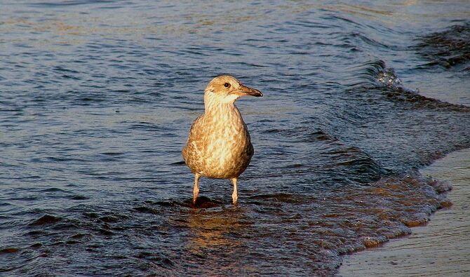 photo "I can see you..." tags: nature, wild animals