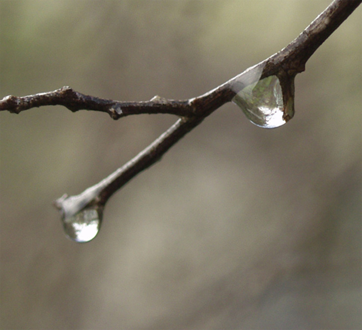 photo "After a rain" tags: misc., macro and close-up, 