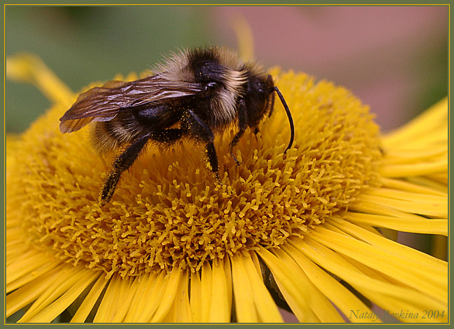 photo "Enjoyment..." tags: nature, macro and close-up, insect