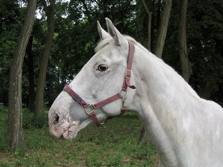 photo "horse" tags: nature, pets/farm animals