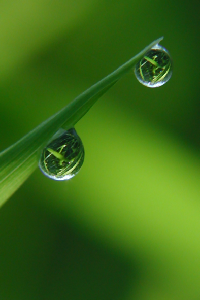 photo "Pair" tags: macro and close-up, 