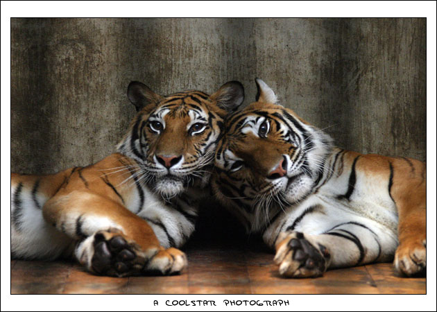 photo "tiger lover" tags: nature, wild animals