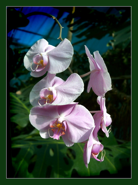 фото "Орхидея" метки: природа, макро и крупный план, цветы