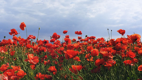 photo "Poppy" tags: nature, landscape, flowers, summer
