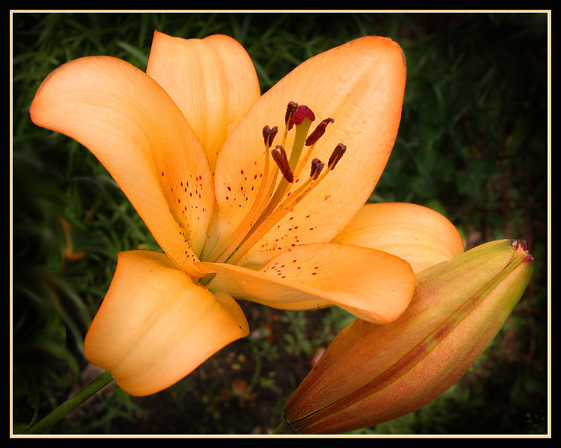 фото "Orange flower" метки: природа, макро и крупный план, цветы