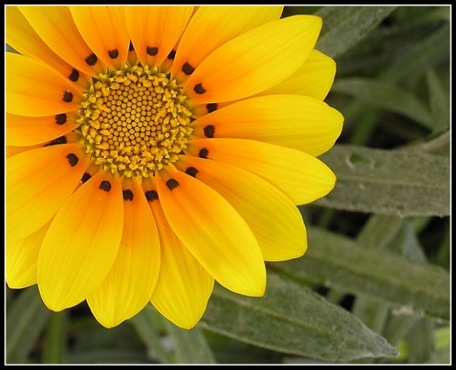 photo "***" tags: macro and close-up, nature, flowers