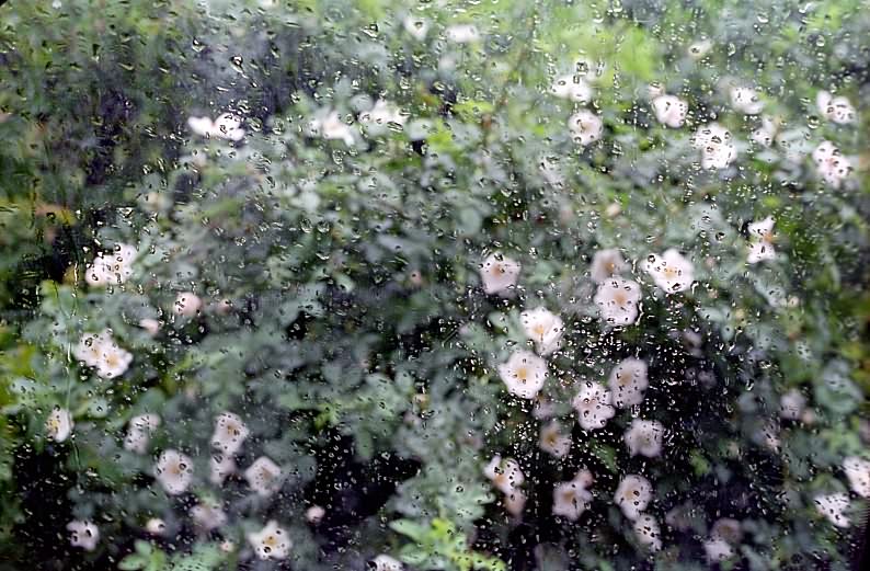 photo "Season of rains and rough flowering!" tags: nature, flowers