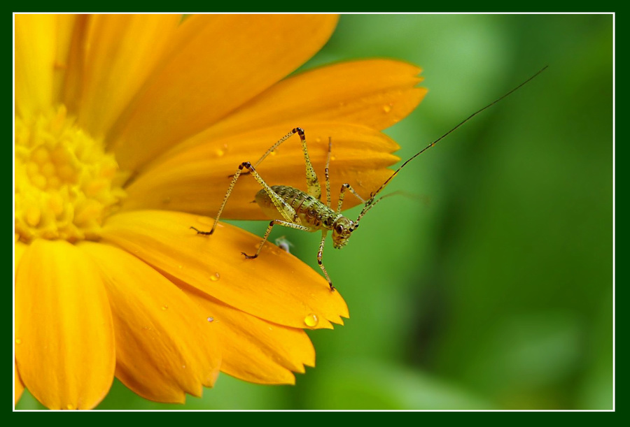 photo "Moustached!" tags: nature, macro and close-up, insect