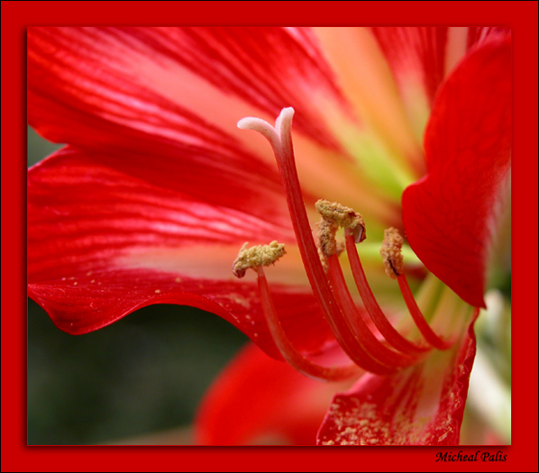 photo "Red Beauty!" tags: macro and close-up, nature, flowers