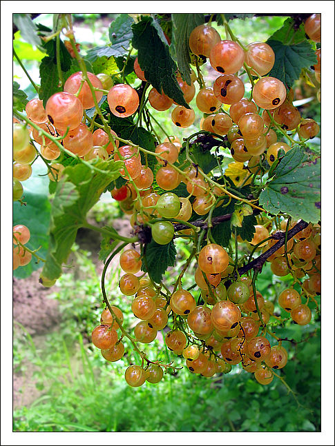 photo "July refreshments" tags: macro and close-up, nature, flowers