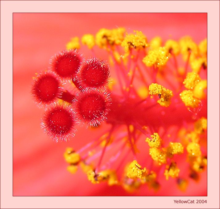 photo "hibiscus" tags: nature, macro and close-up, flowers