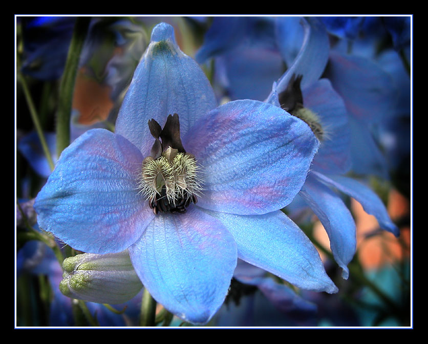 photo "Dark blue flower" tags: nature, macro and close-up, flowers
