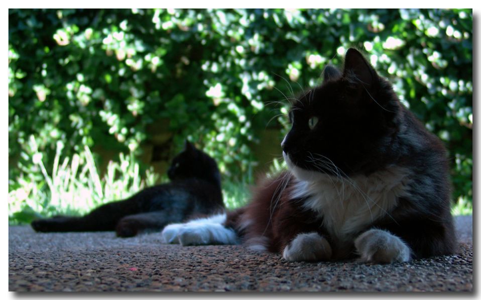 photo "double trouble" tags: nature, pets/farm animals